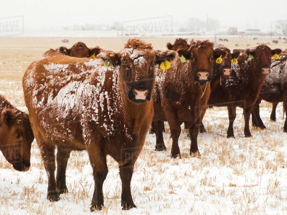 Bunch A Bull 4 Sale