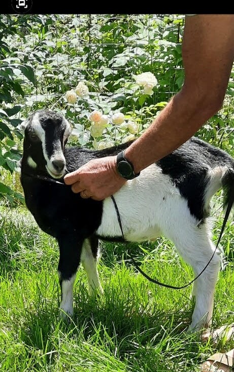 Pure Bred Lamancha Goat