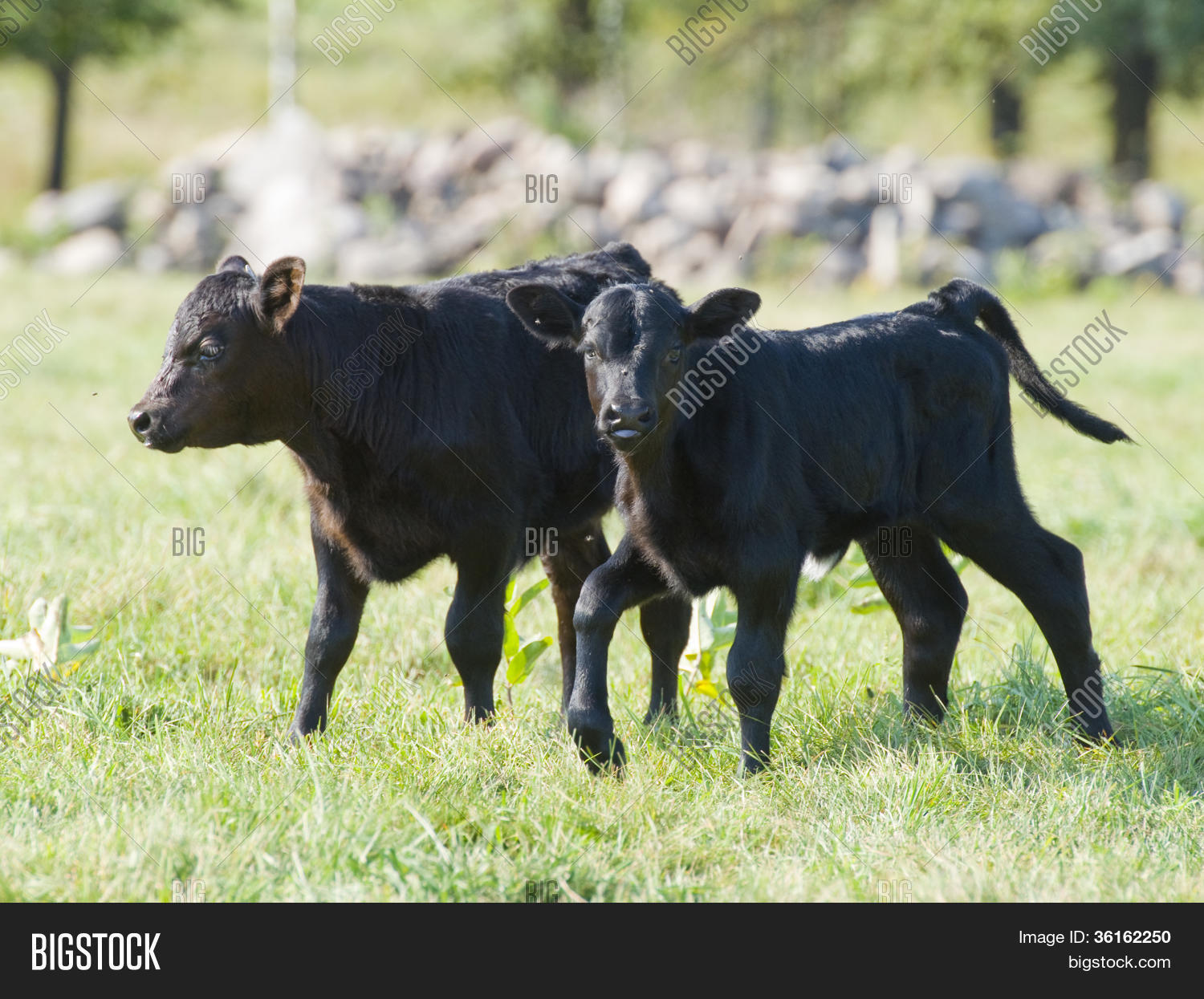 6 month old Black Angus