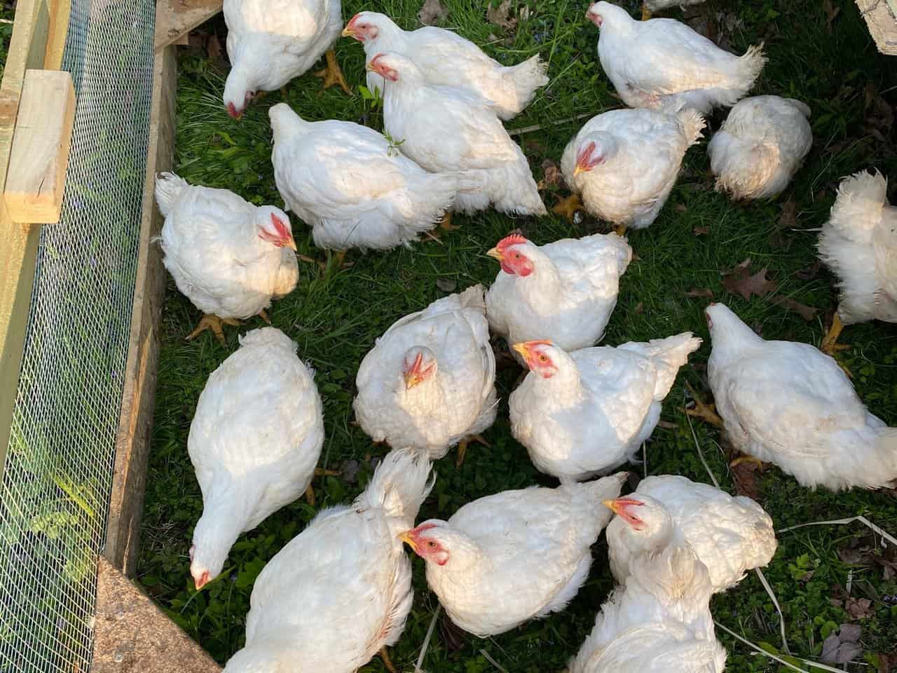 Cornish Cross Birds for Sale