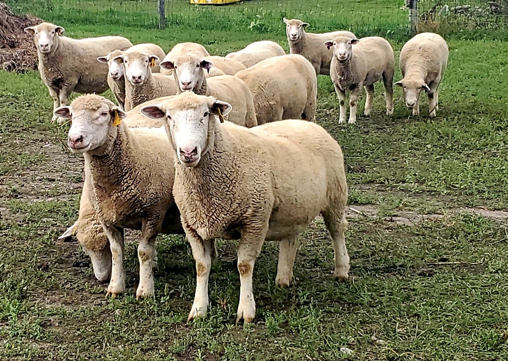 Sheep for Sale