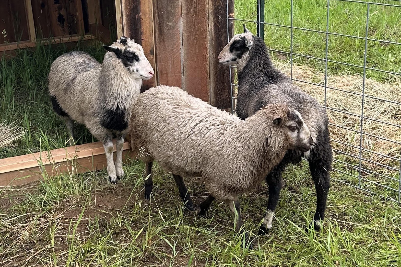 Finnsheep Freezer Lamb