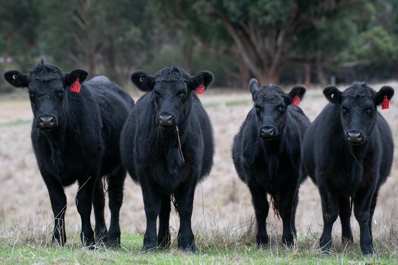Angus Cattle