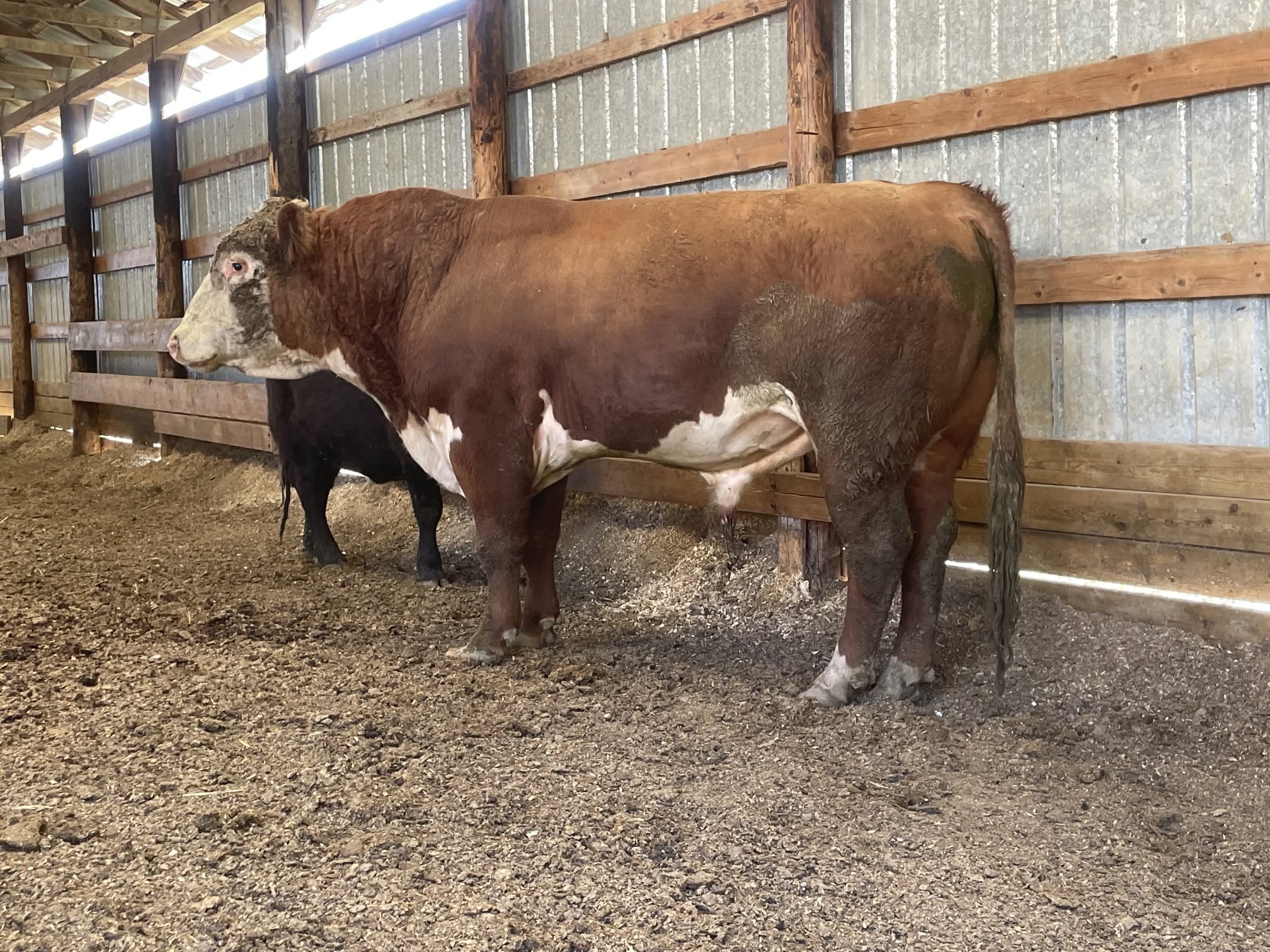 Registered Hereford Bull for Sale