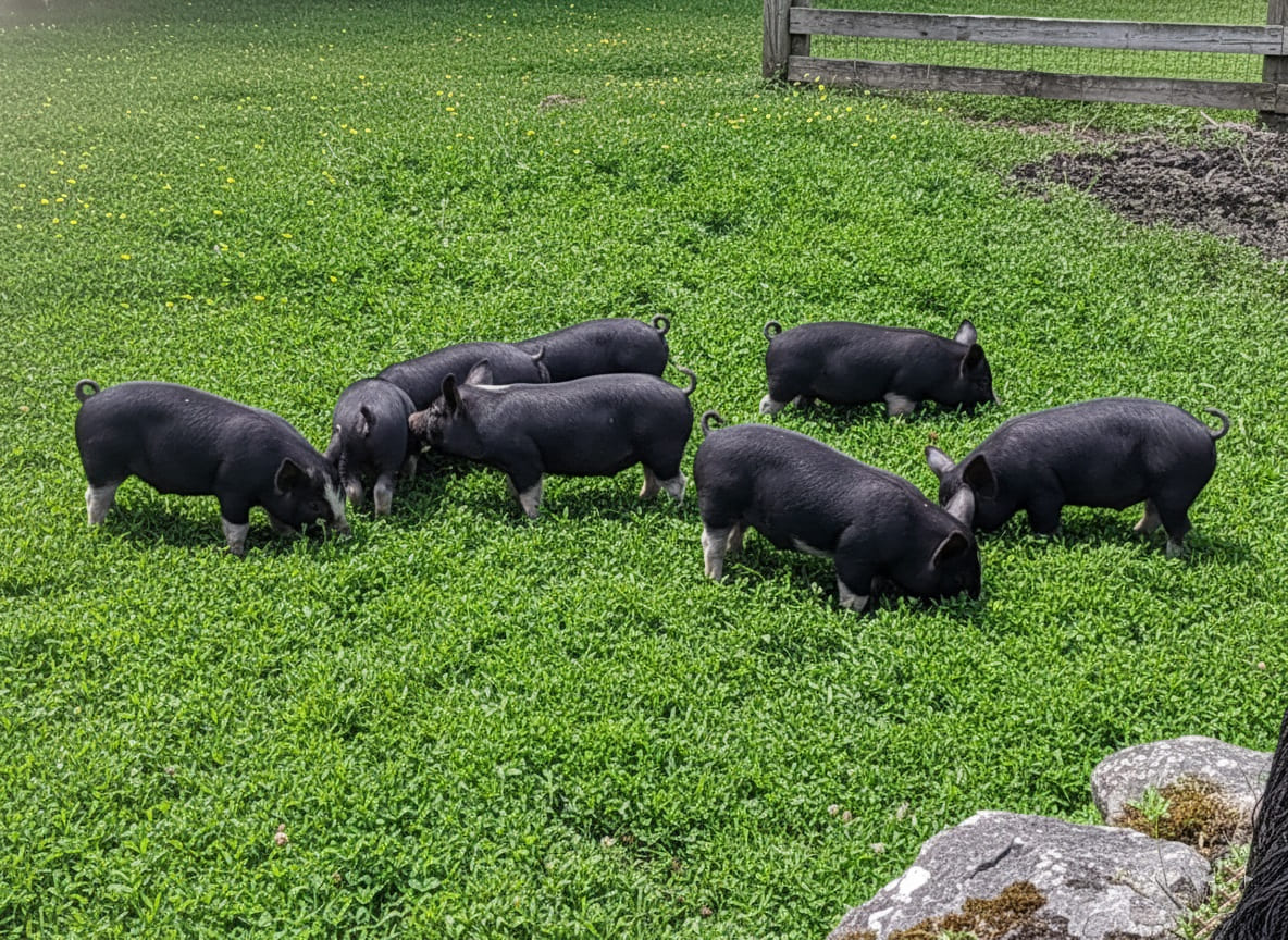 Berkshire Piglets for Sale